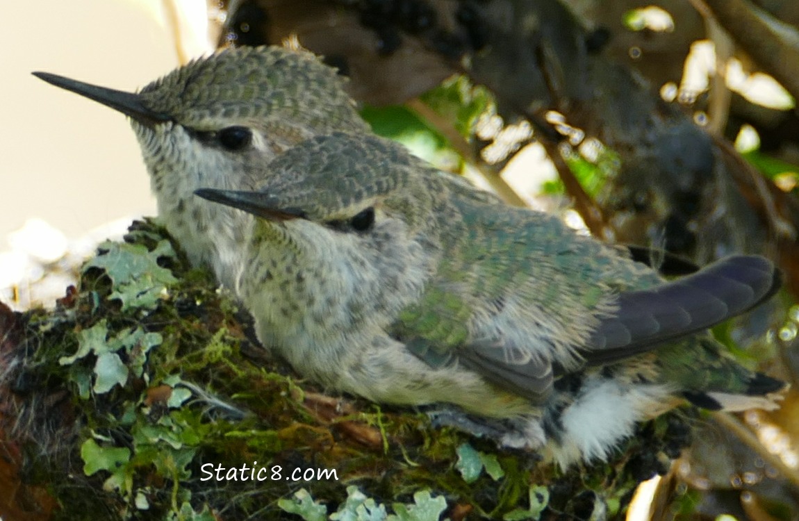 Two Anna Hummingbird babies in the nest