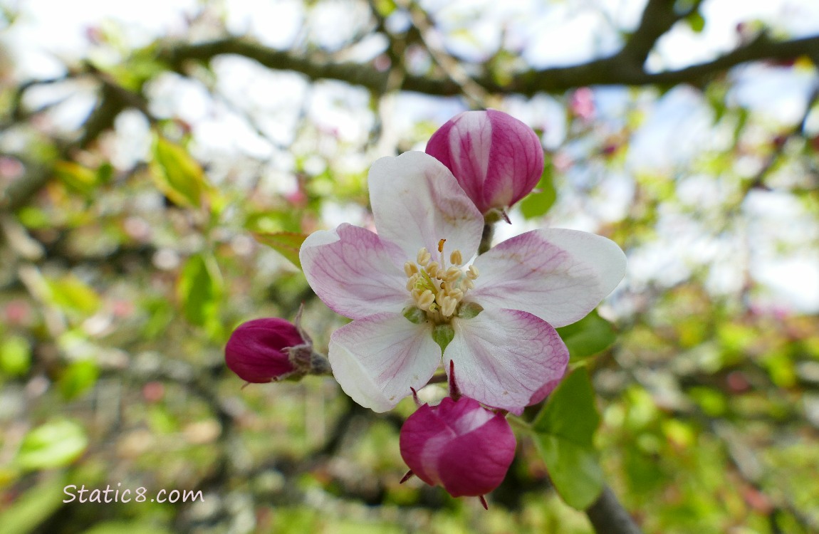 Apple Blossoms