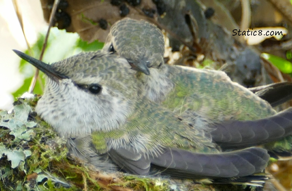 Two Anna Hummingbird babies in the nest