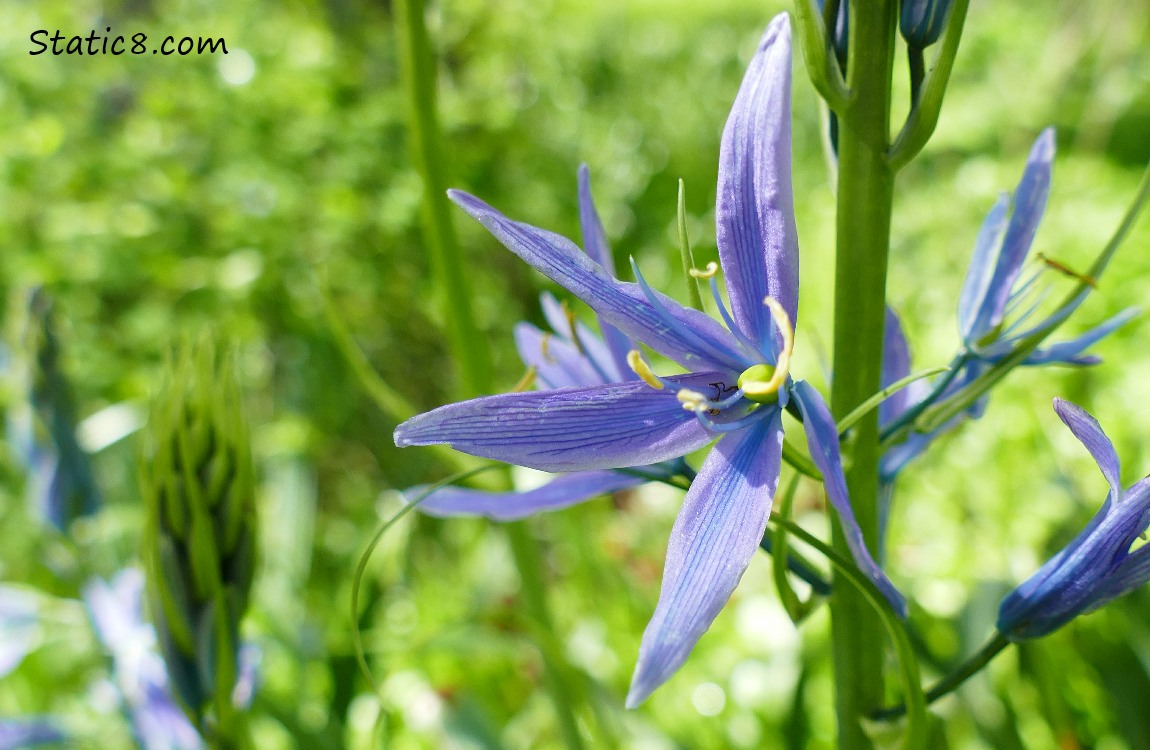 Camas Lily blooming