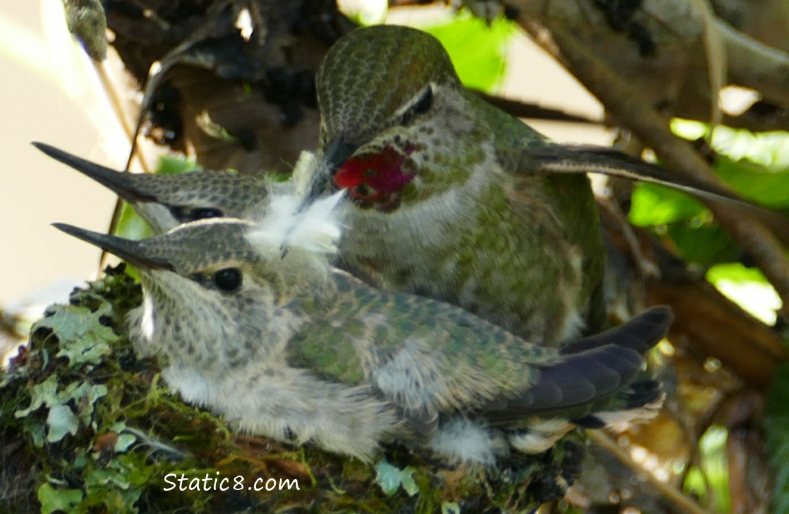 Two baby Anna Hummingbirds in the nest with mama hummer