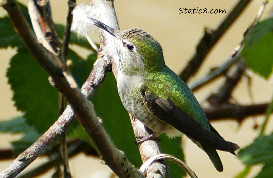 female Anna Hummingbird standing on a twig, with fluff in her beak