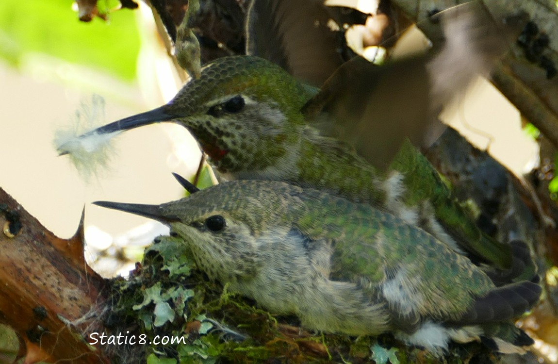 Two baby Anna Hummingbirds in the nest with mama hummer
