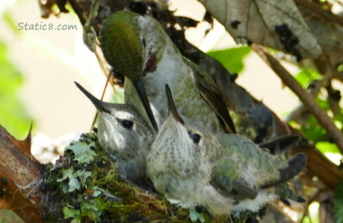 Two baby Anna Hummingbirds in the nest with mama hummer