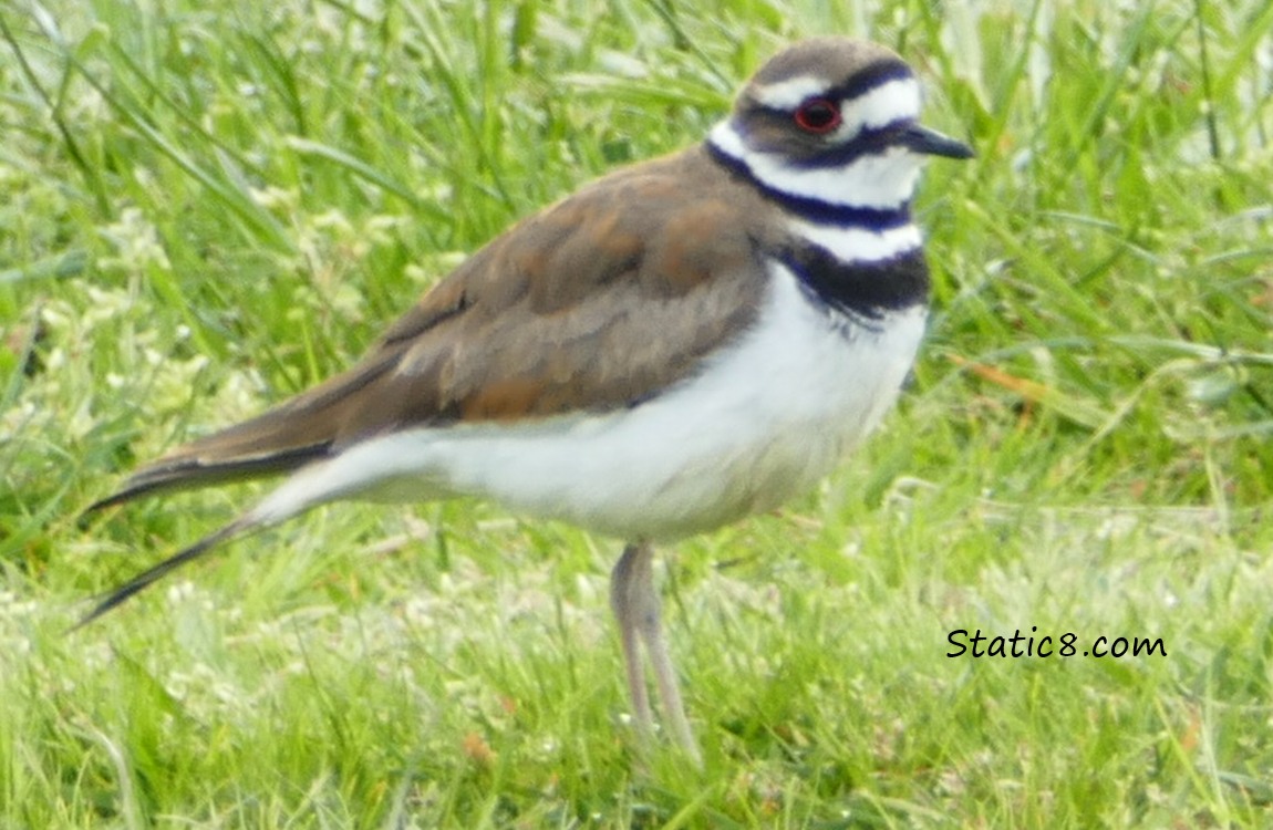 Killdeer standing in the grass