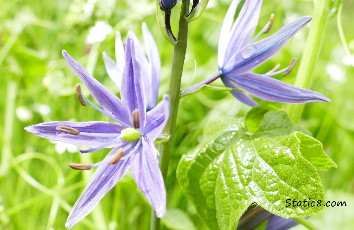 Camas Lily blooms