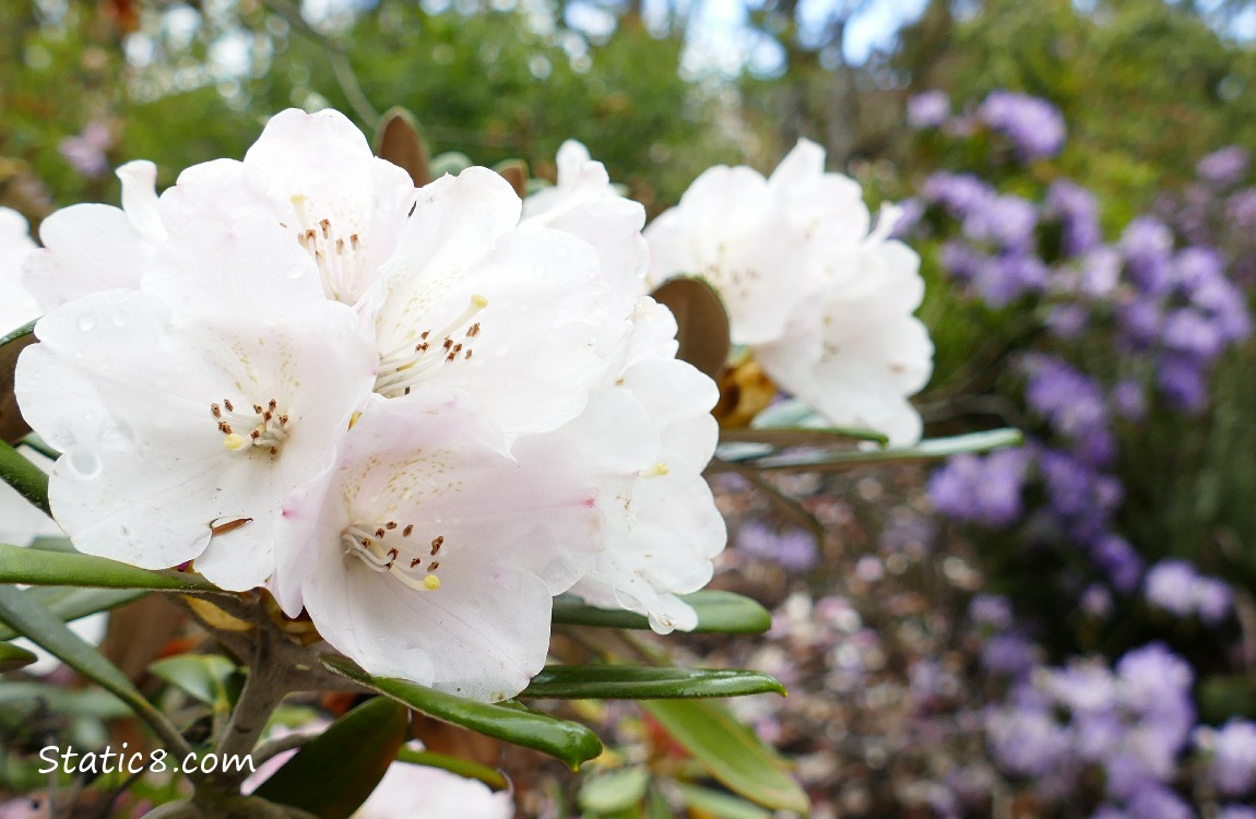 White Rhododendron blooms, purple in the background