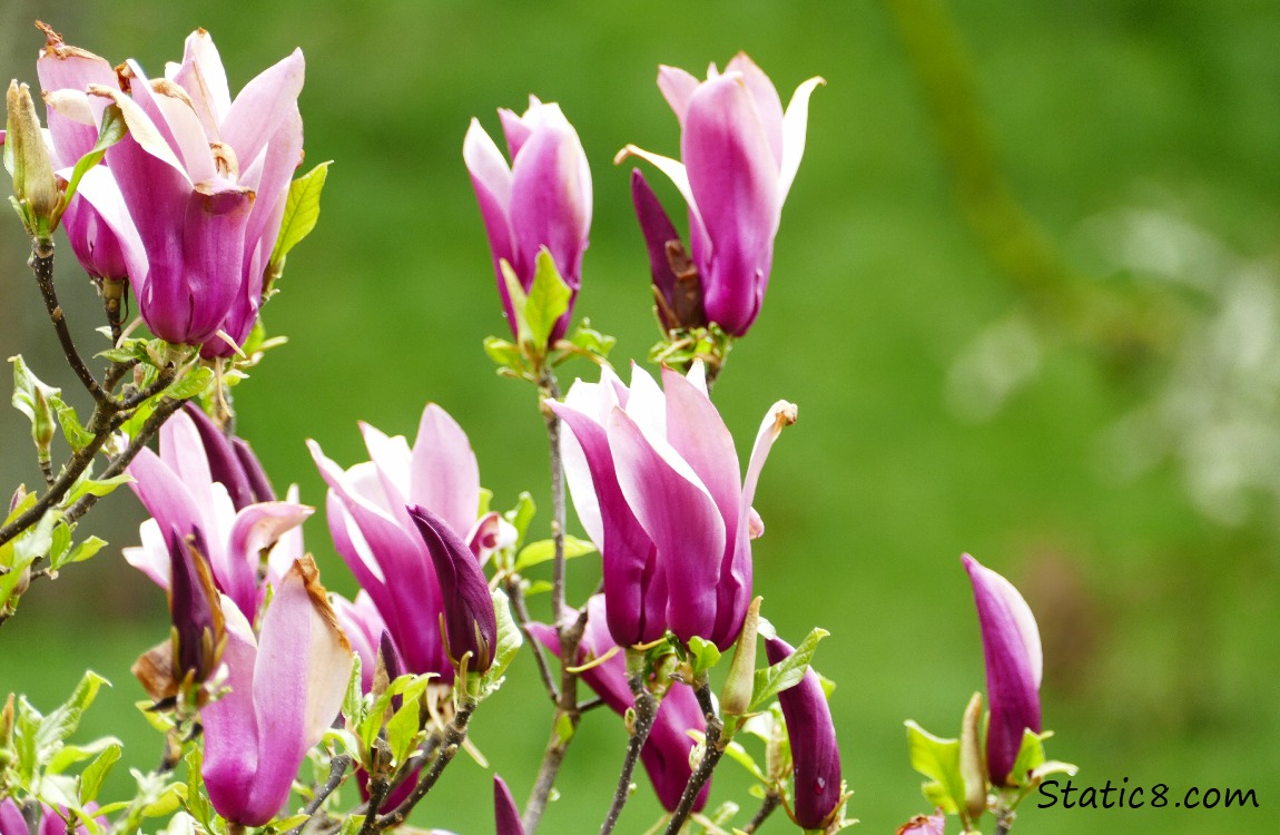 Hot Pink Saucer Magnolia blooms