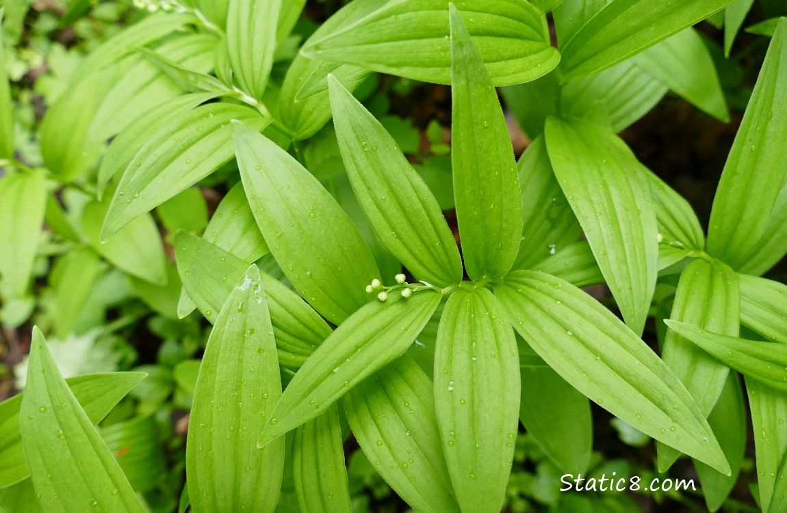 Starry False Solomons Seal