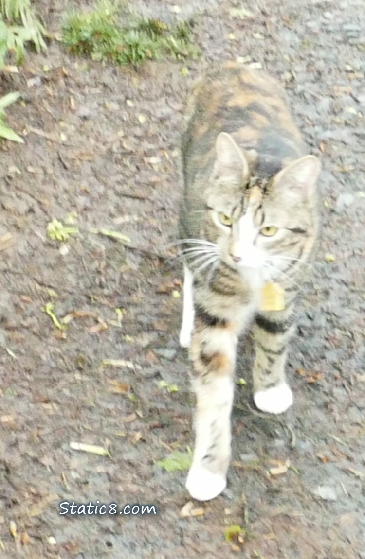 Orange and grey tabby on the hiking trail