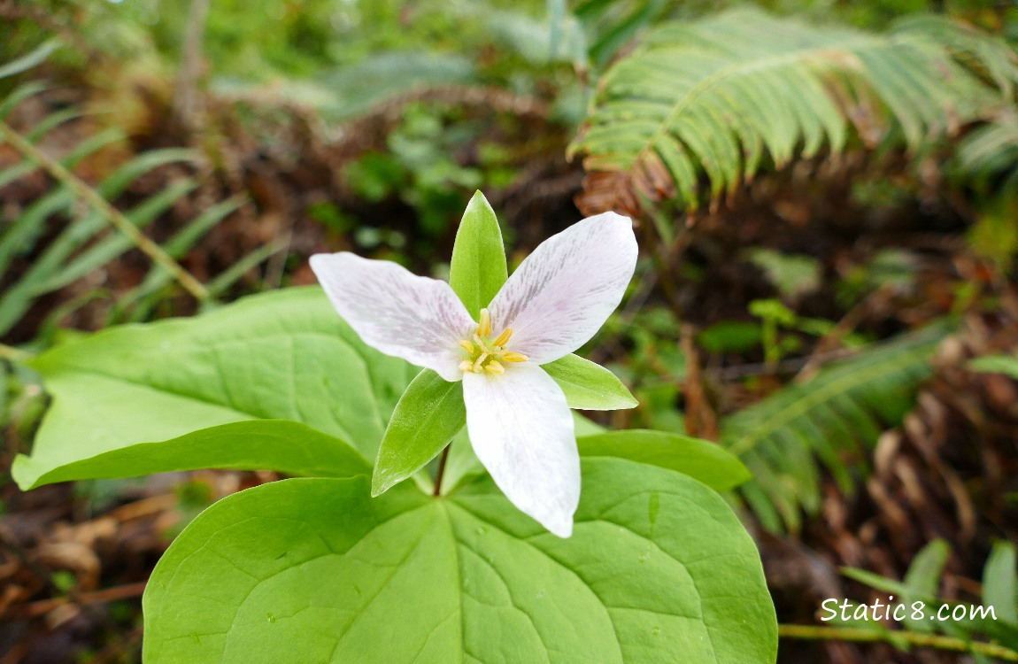 Trillium bloom with ferns in the background