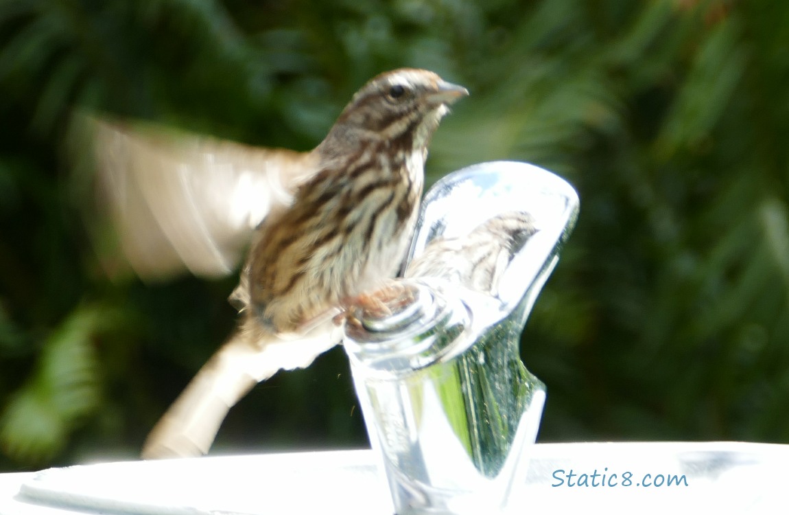 Song Sparrow at a drinking water fountain