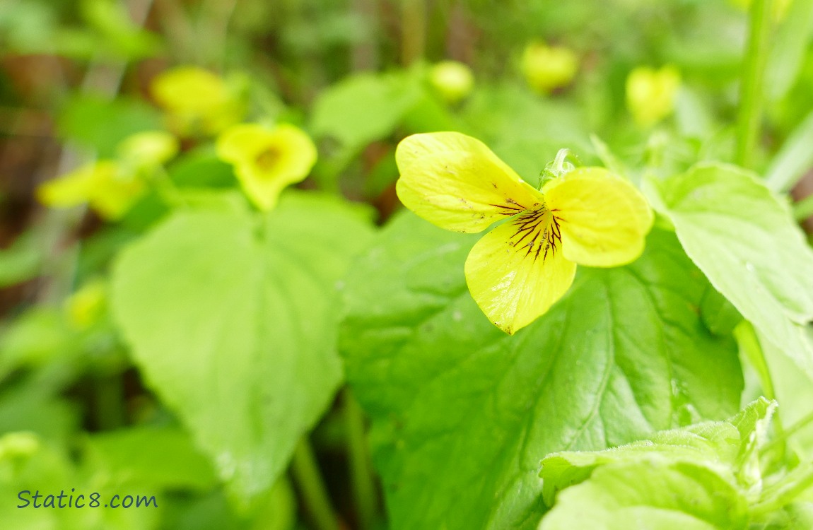 Common Yellow Violets