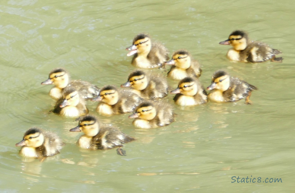 12 newborn ducklings on the water