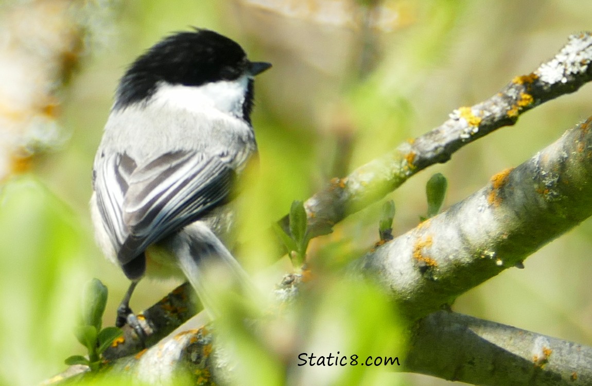 Chickadee standing in a tree