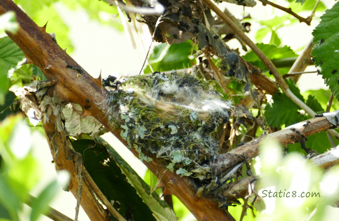 an empty Hummingbird nest