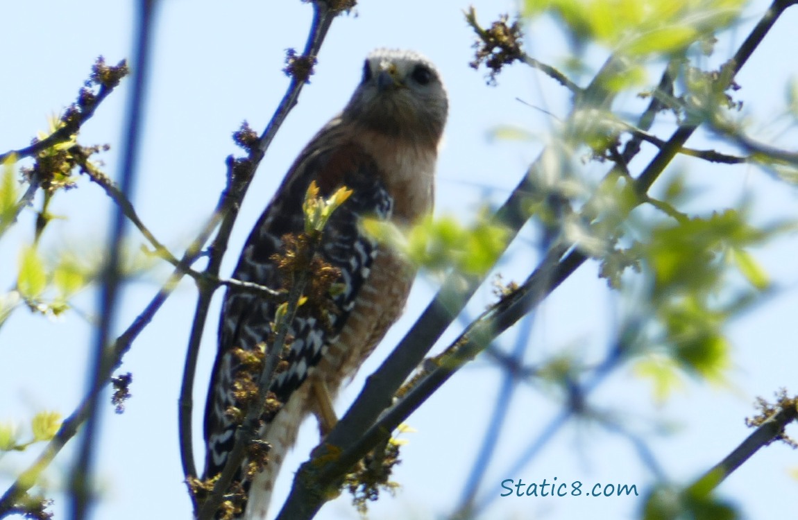 Red Shoulder Hawk in a tree