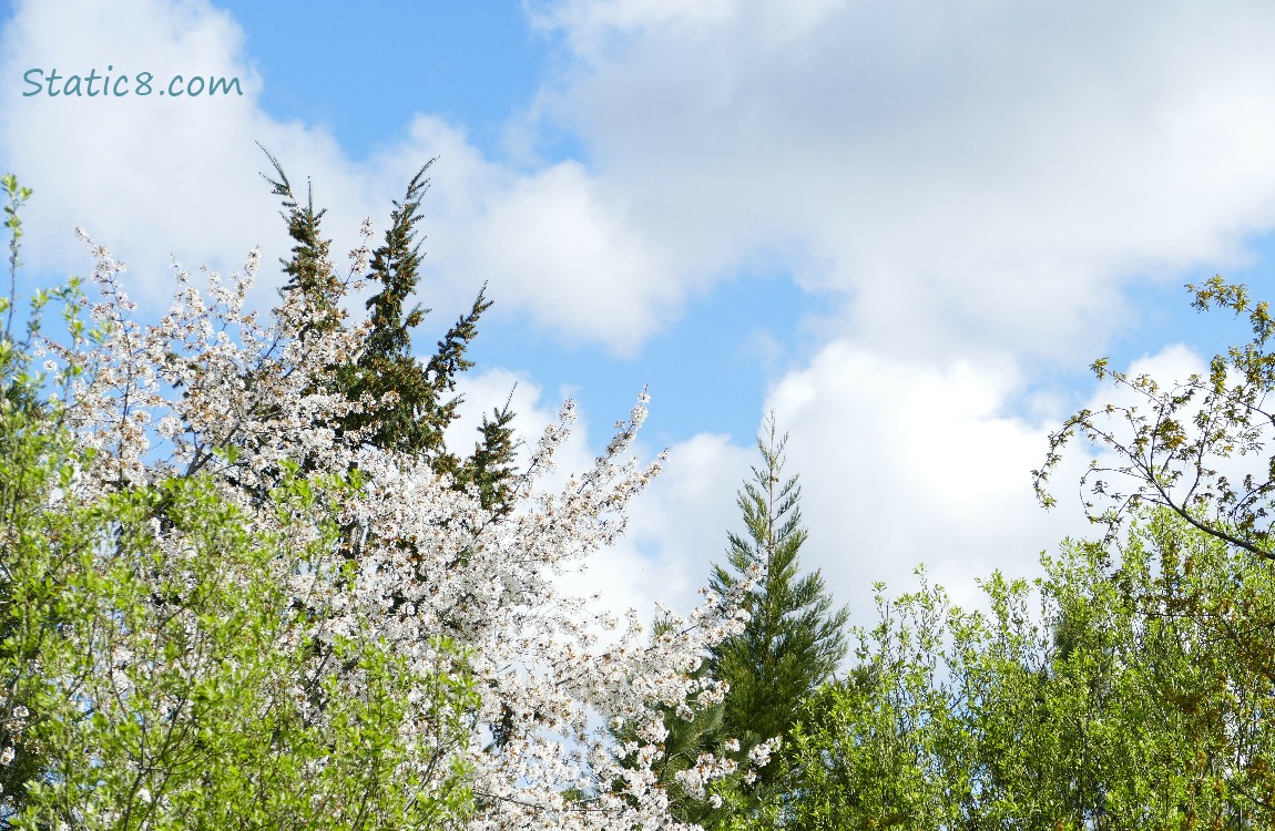 white puffy clouds and blue sky with bright green, dark green, and pink trees