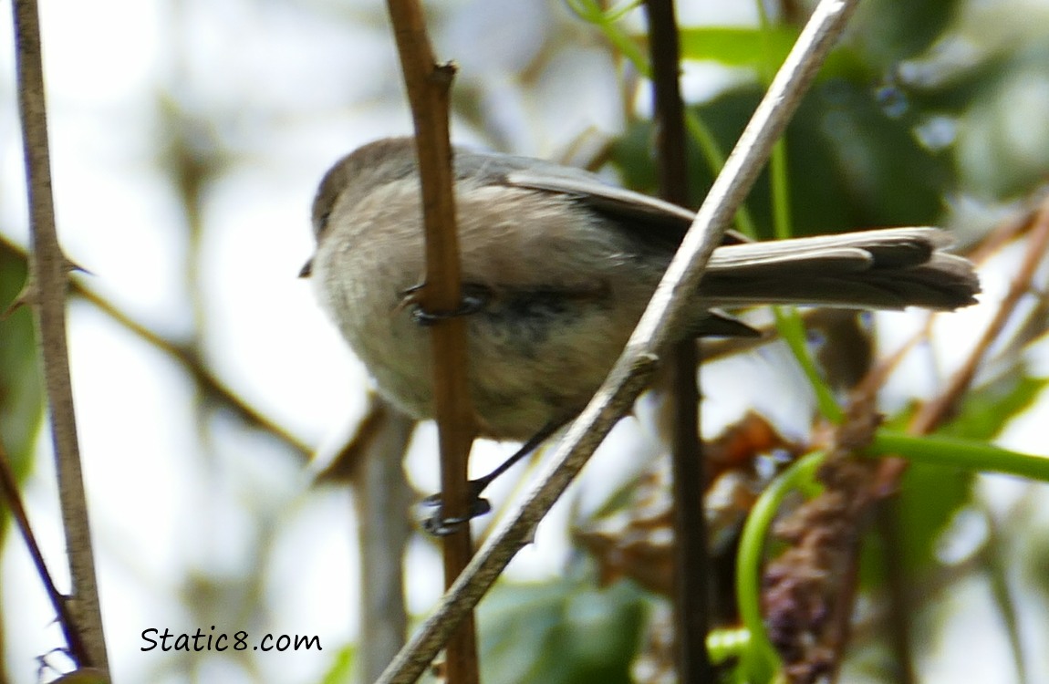 Bushtit from below