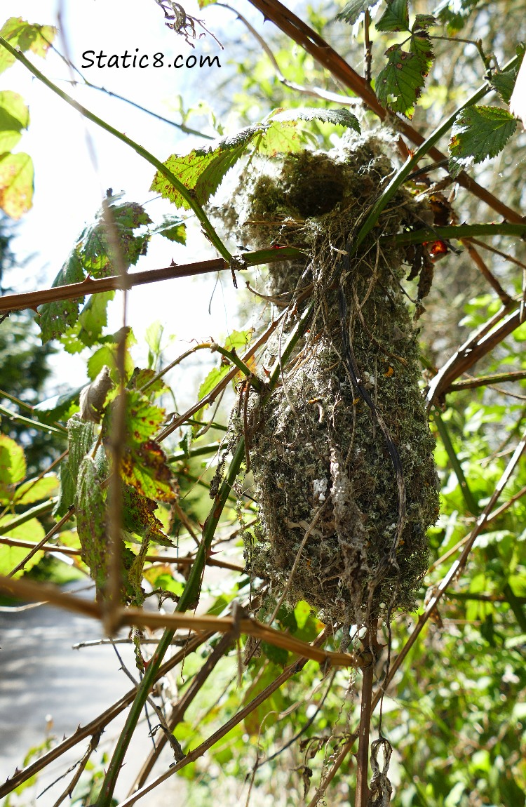 Bushtit nest hanging from a vine