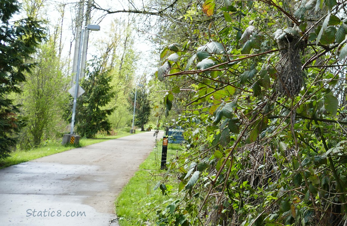 The bike path and a Bushtit nest