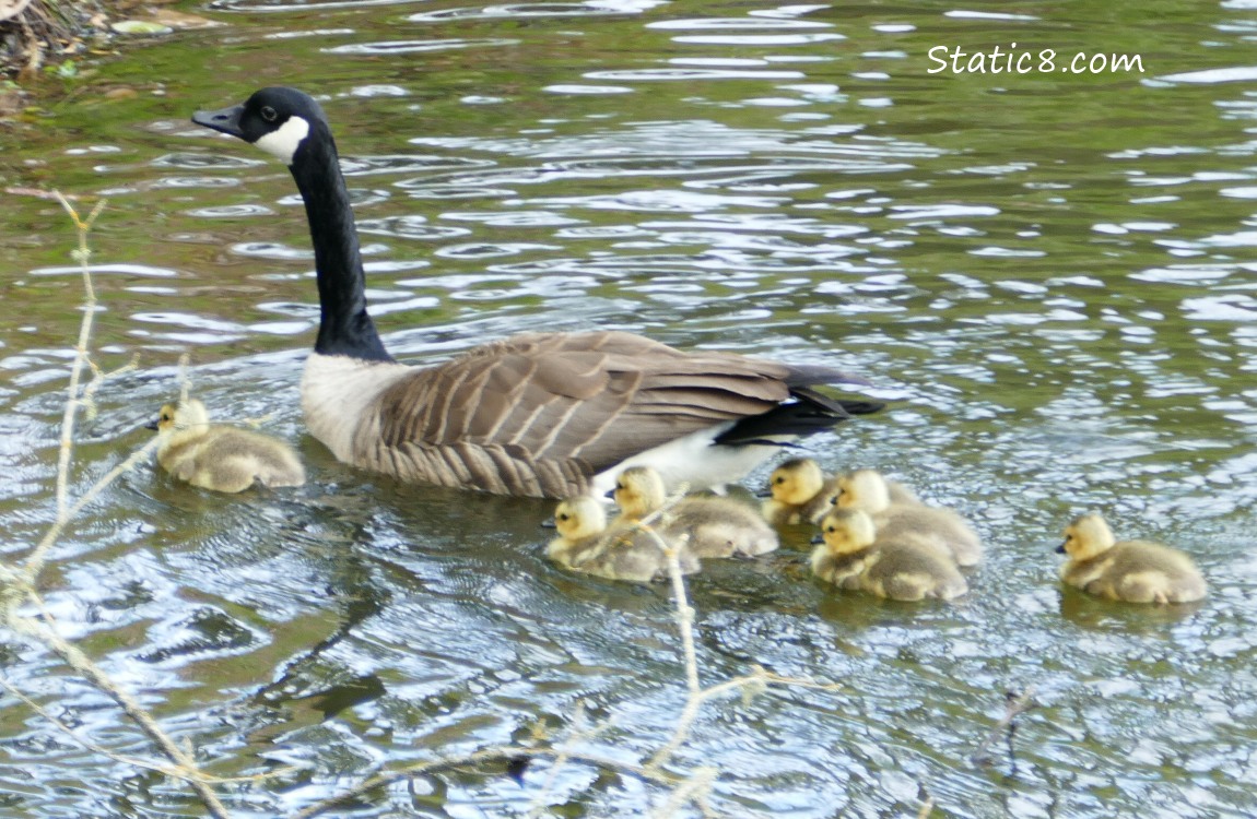 Canada Goose surrounded by goslings in the water