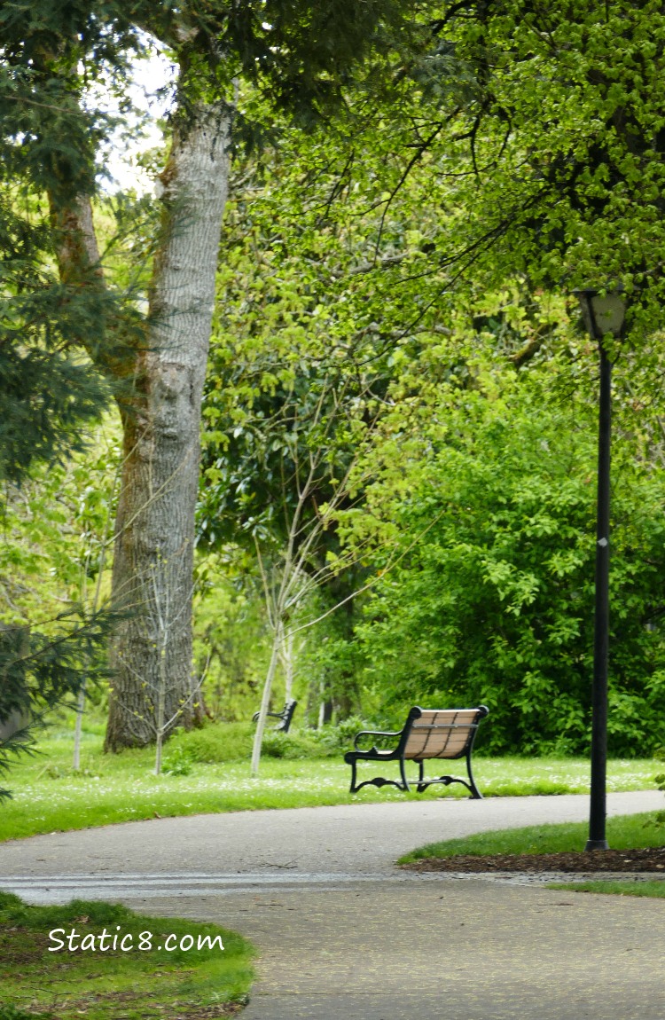 Bench on the path surrounded by trees and a street lamp