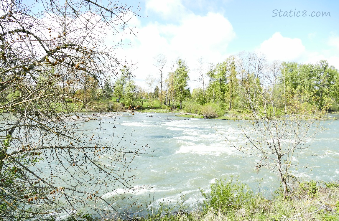 Looking at the Willamette River