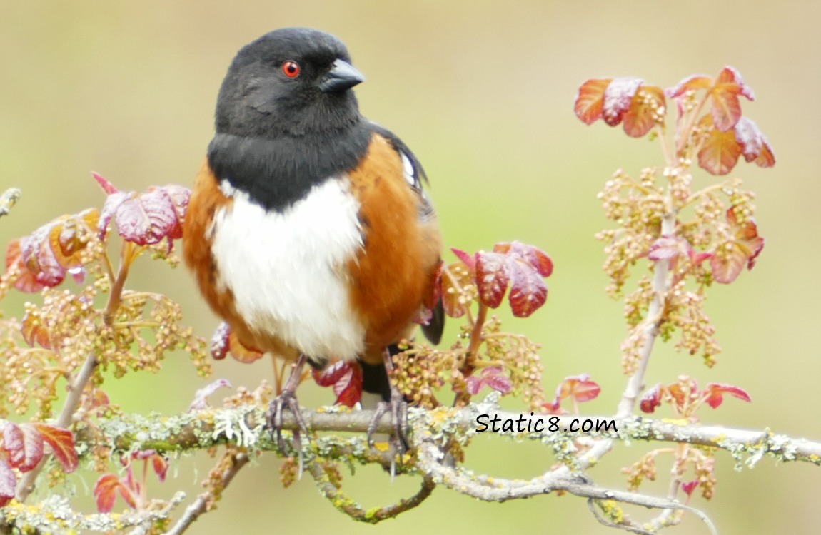 male Spotted Towhee on a twig with new leaves