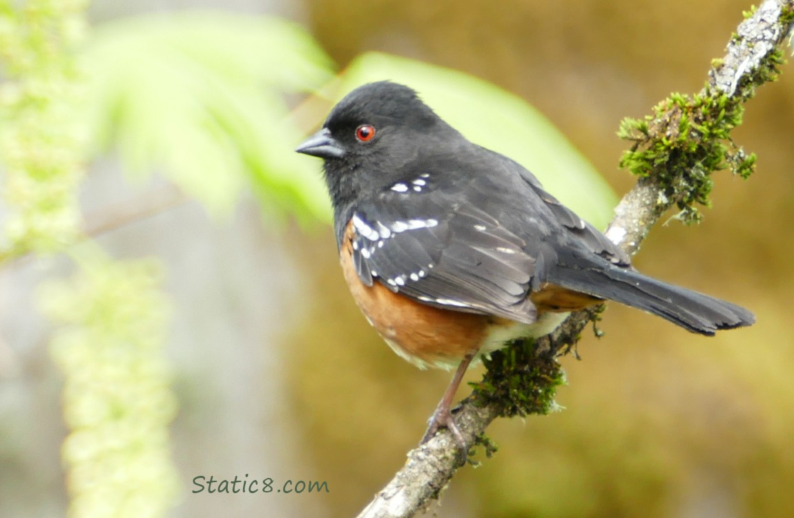 Spotted Towhee on a twig