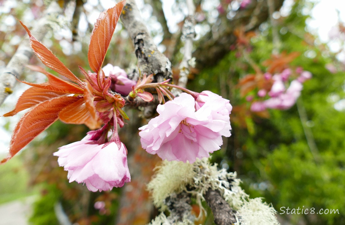 Pink Cherry Blossoms