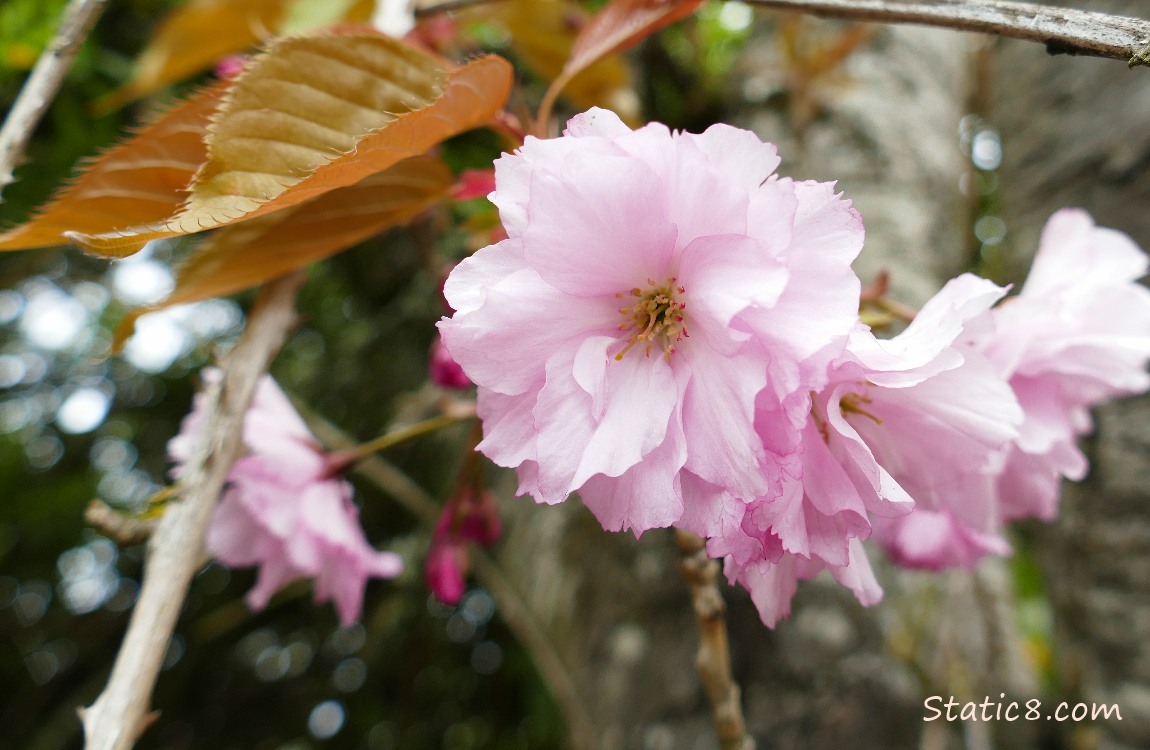 Pink Cherry Blossoms