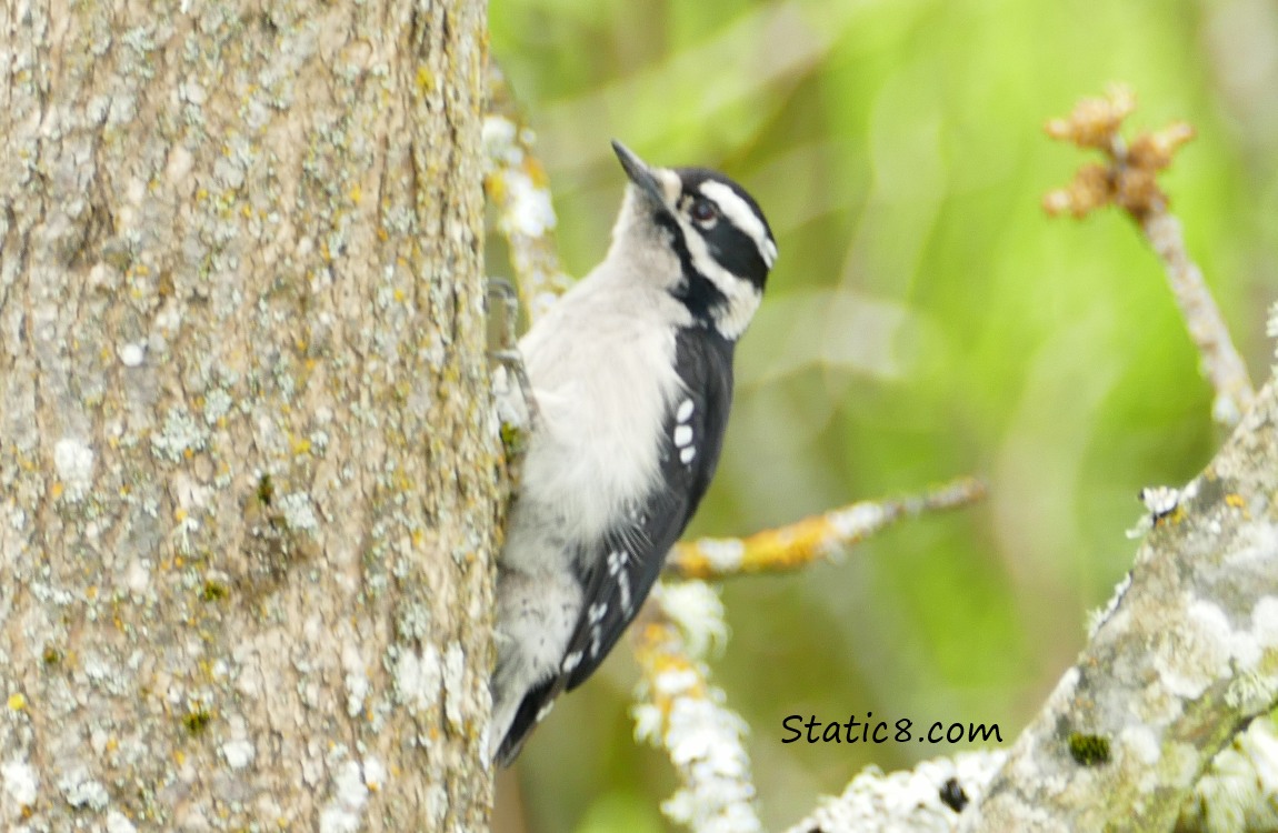 Downy Woodpecker on a tree trunk