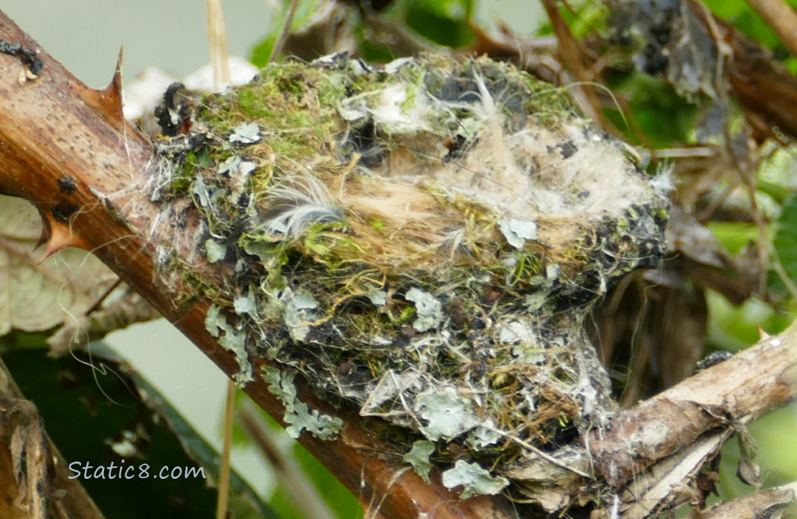 Empty Hummingbird nest