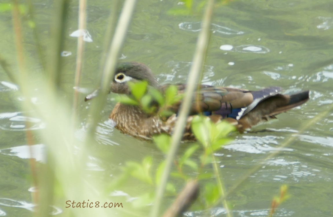 Female Wood Duck in the water behind some sticks