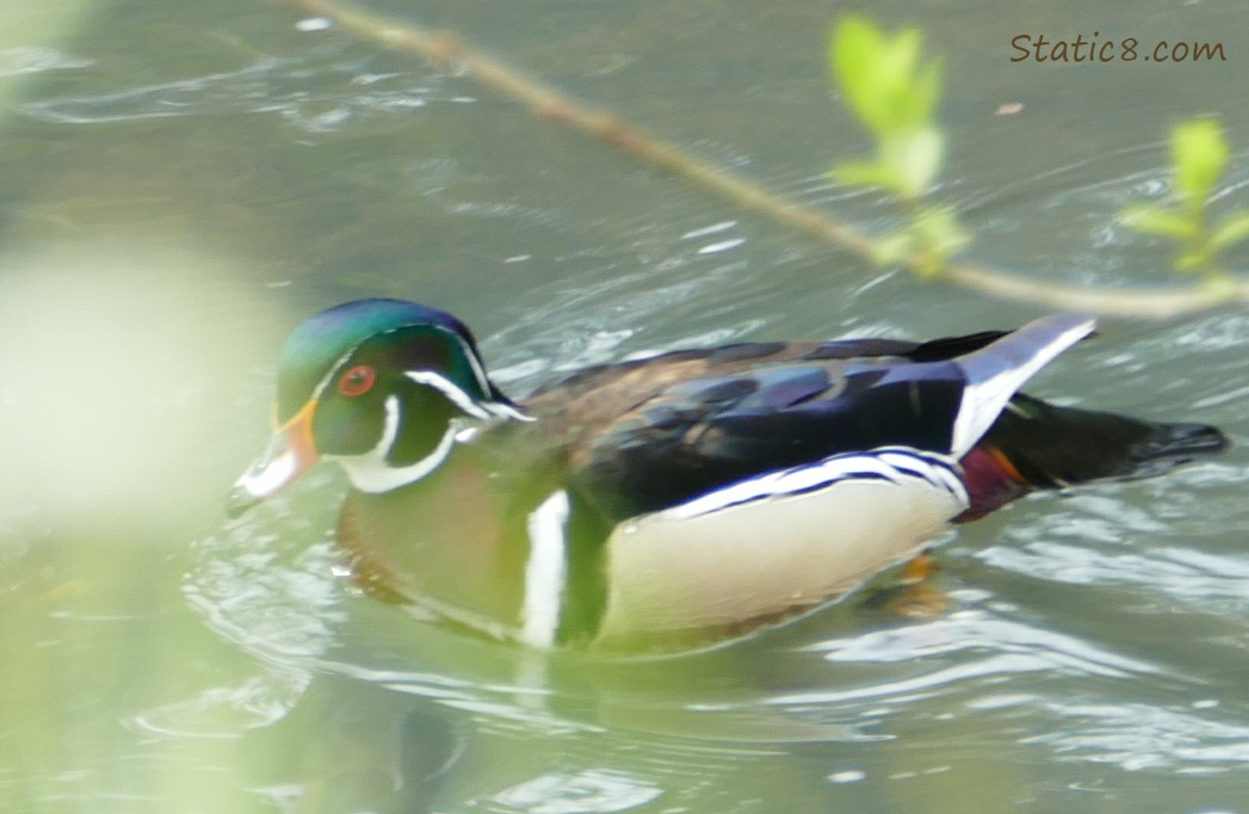 Male Wood Duck in the water behind some sticks