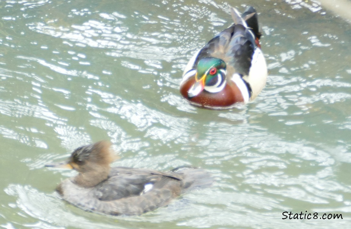 A male Wood Duck and a female Hooded Merganser in the water