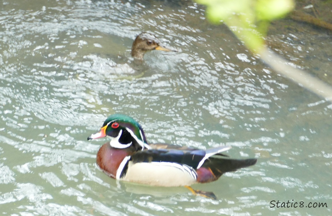 Female Merganser coming up from a dive behind a male Wood Duck