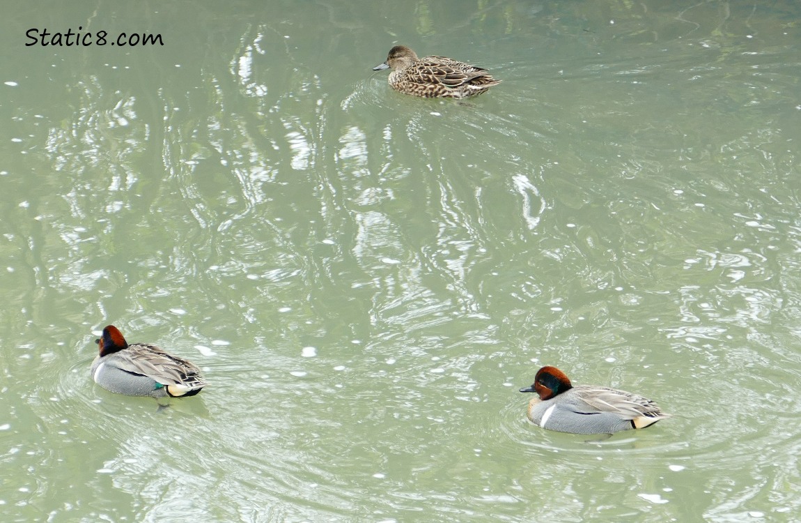 Female Green Wing Teal with two males in the water