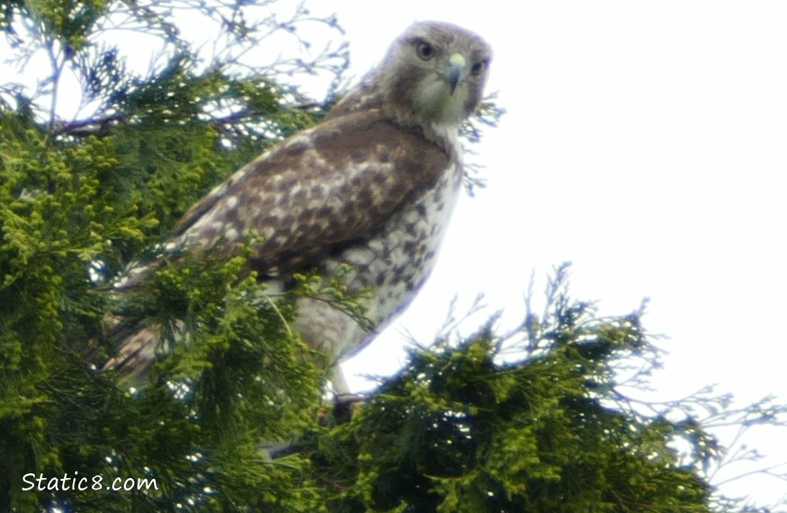 Red Tail Hawk standing in a tree