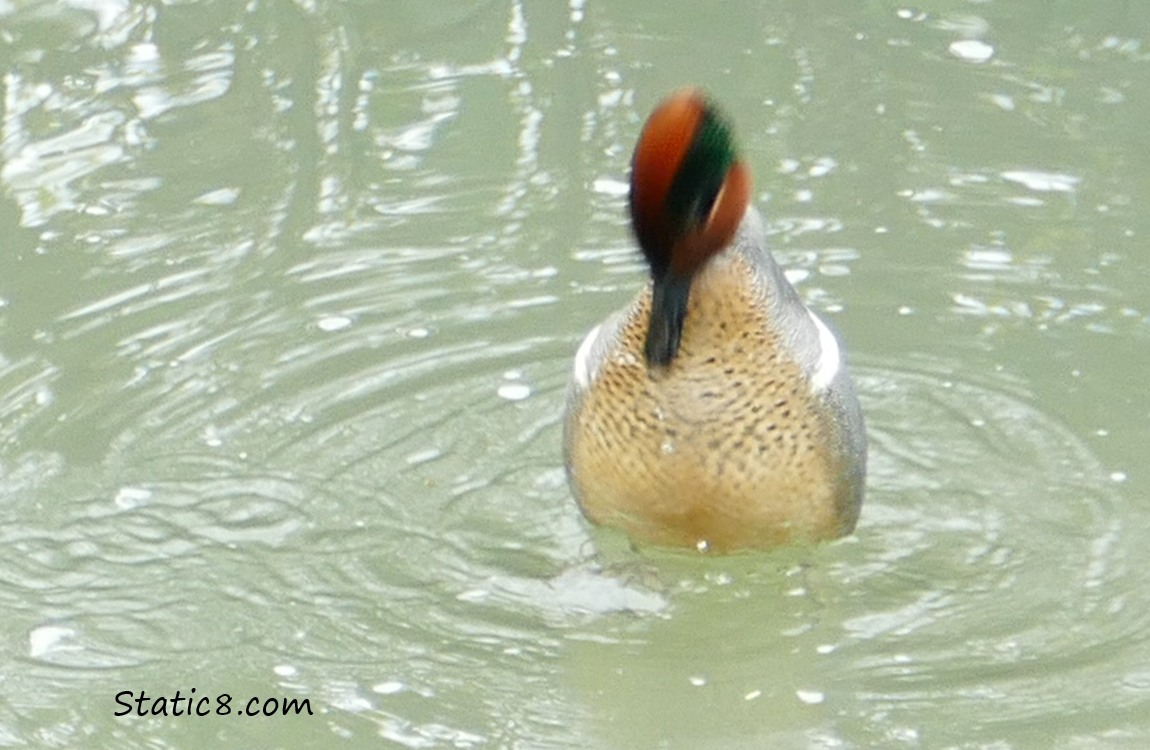 Male Teal dancing in the water