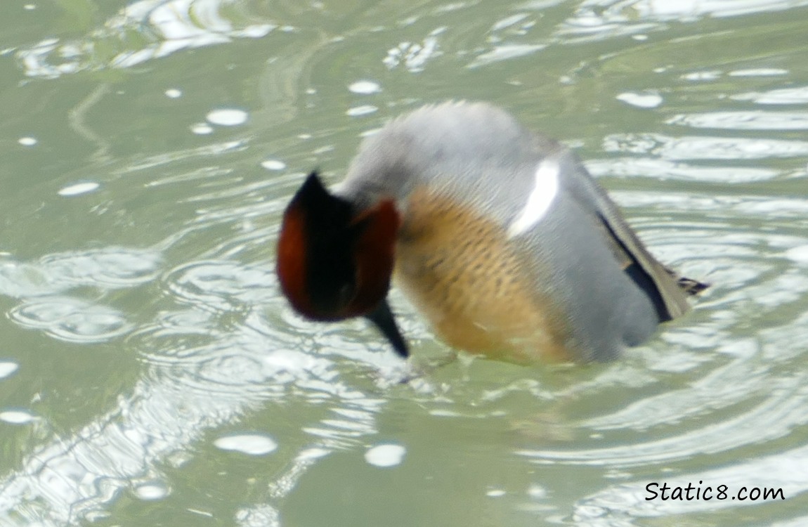 blurry pic of Male Teal dancing in the water