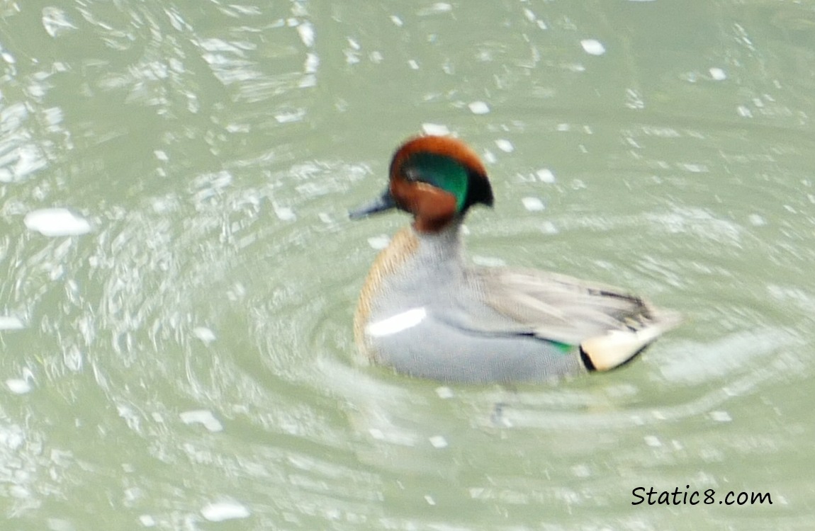 blurry pic of Male Teal being pretty