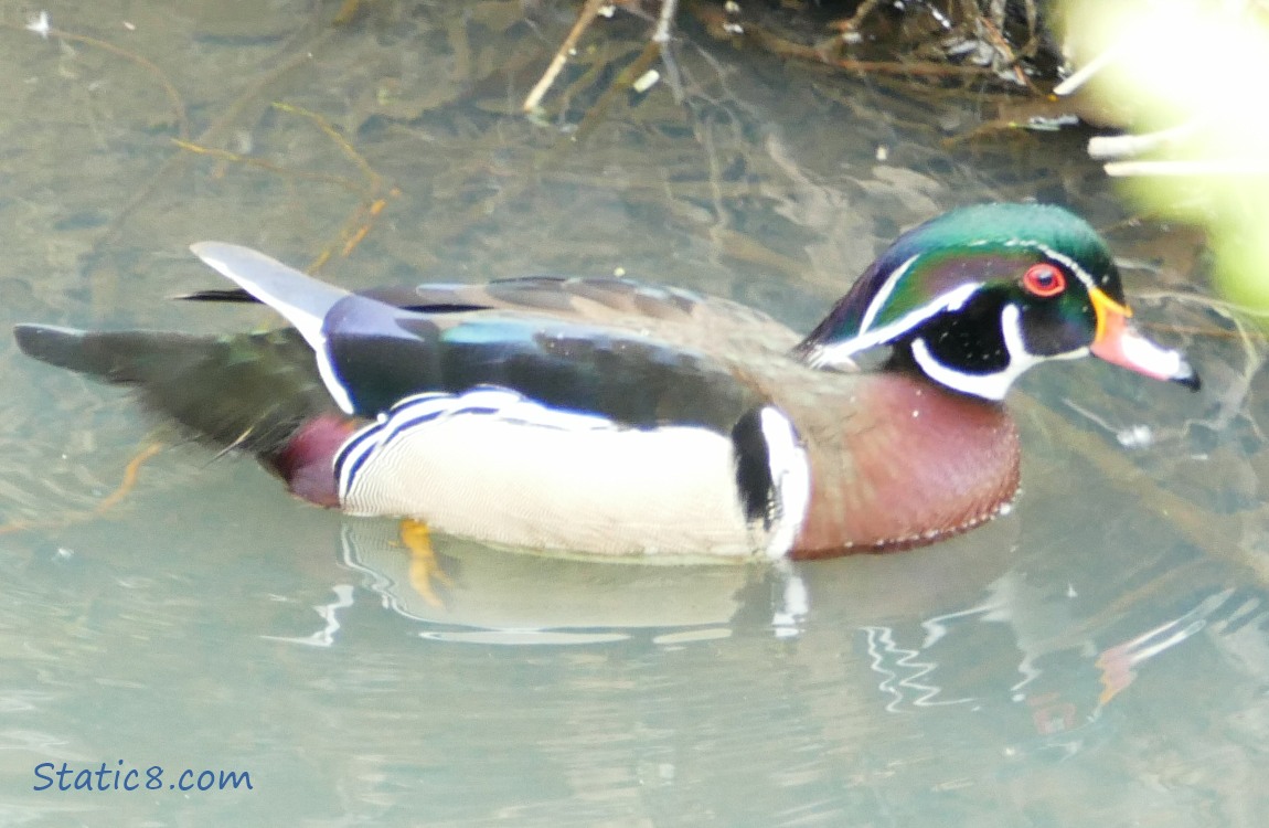 male Wood Duck