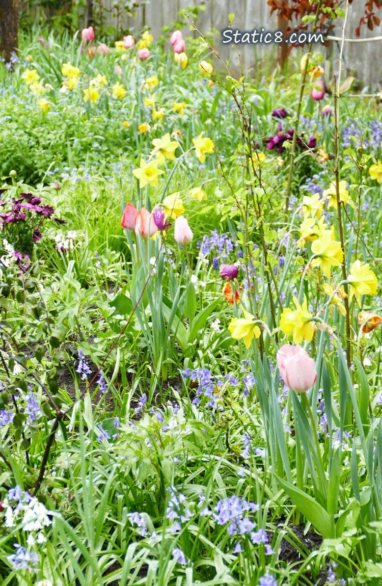 Daffodils, Tulips, Spanish Bluebells