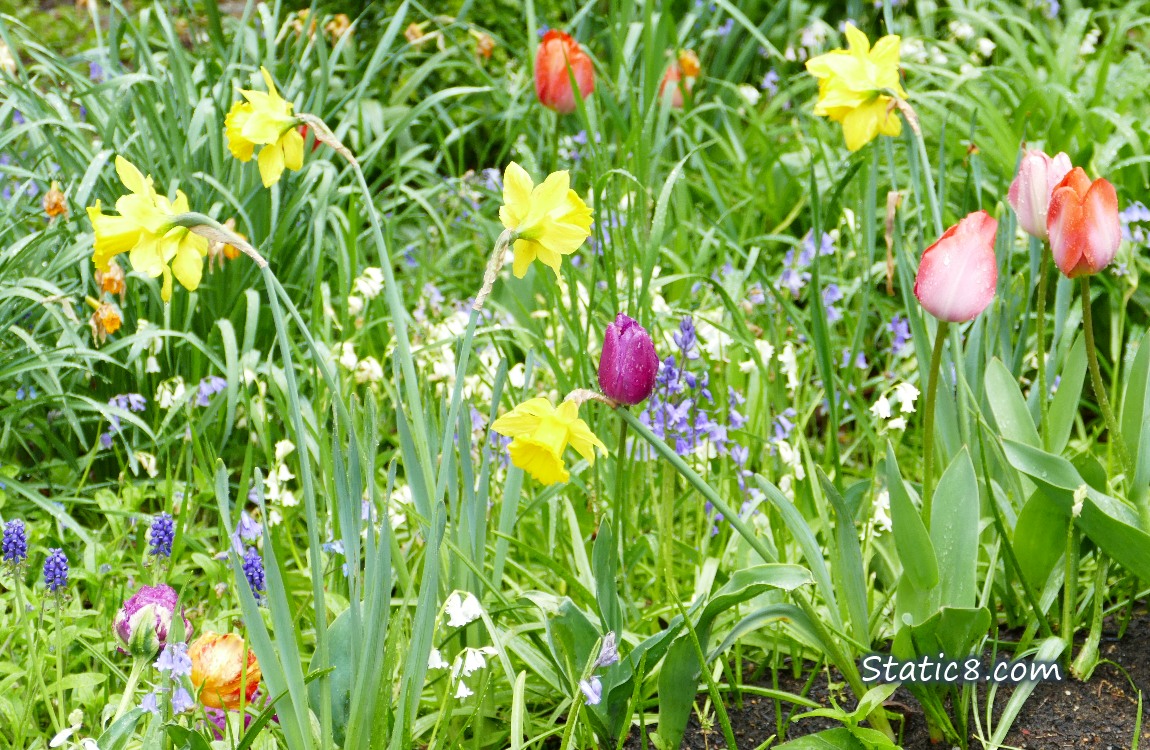 Daffodils, Tulips, Spanish Bluebells and Grape Hyacinths