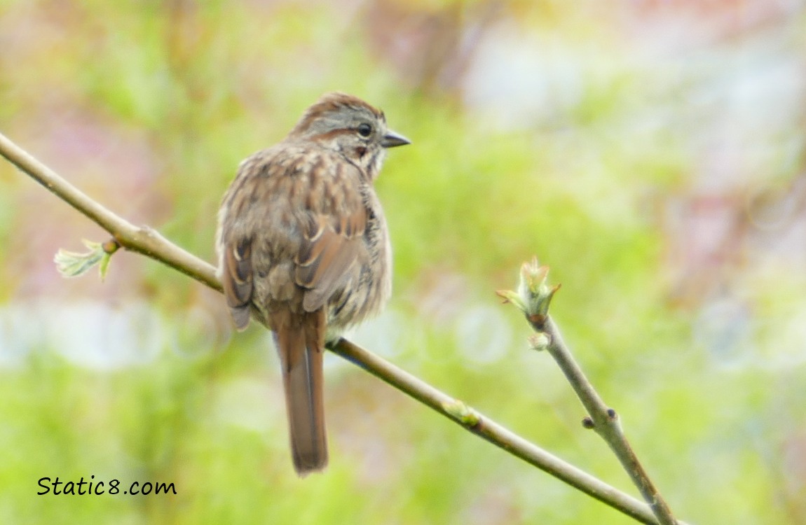 Song Sparrow standing on a twig