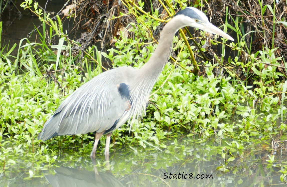 Great Blue Heron, hunting in the water