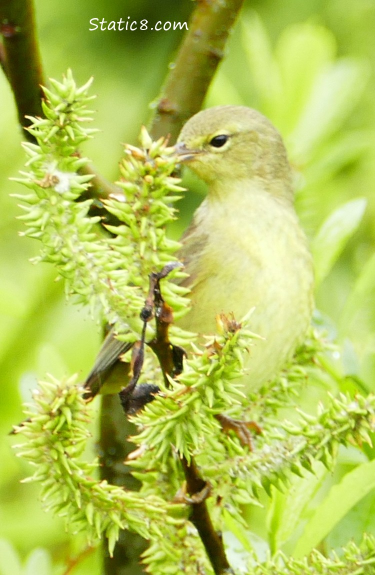 Orange Crowned Warbler