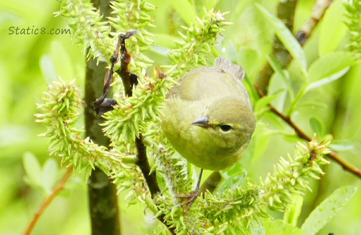 Orange Crowned Warbler